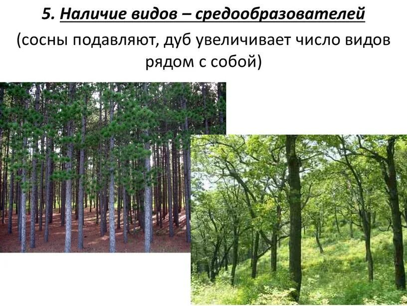 Виды средообразователи это. Вид средообразователь в лиственном лесу. Видом-средообразователем. Растения виды средообразователи. Видом средообразователем в хвойном лесу