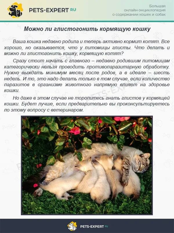 Можно беременным кошкам давать от глистов. Глистогонить кошку. можно ли глистовать кормящую кошку. как часто нужно глистогонить кошку. как часто можно глистогонить котенка.