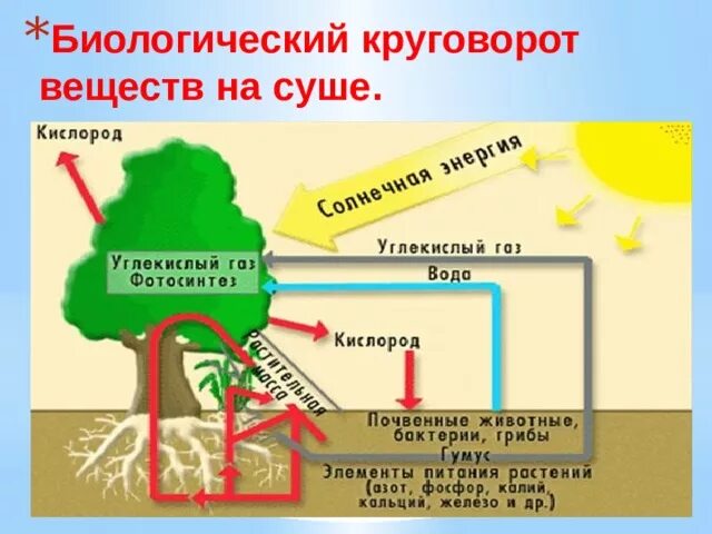 Биологический круговорот веществ в природе схема. Схема биологического круговорота веществ. Биологисеский круговорот ве. Биологический круговорот в природе. Биологический круговорот живых организмов