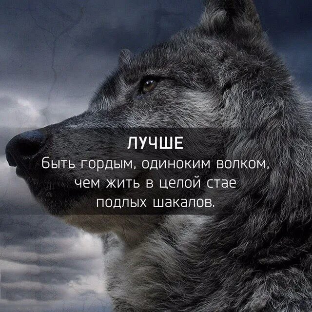 картинки с красивыми фразами. цитаты волка ауф. высказывания о жестокости. цитаты про серый. кристиан грей цитаты.