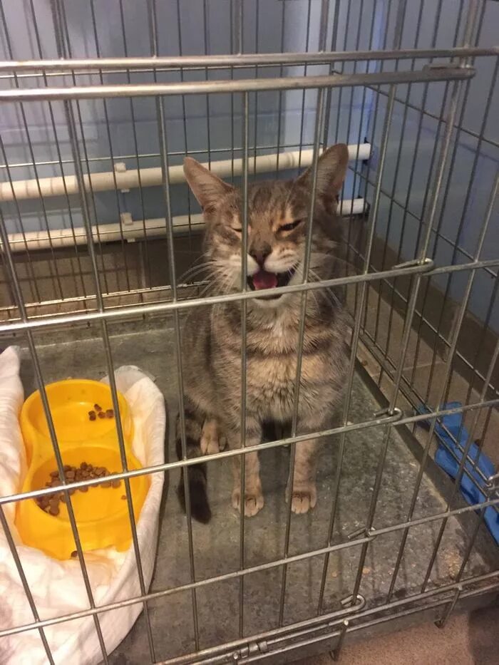 Бесплатный приют для котят в москве. Котята из приюта. британский кот в приюте. приют для кошек спб. маленькие котята которые живут в приюте.