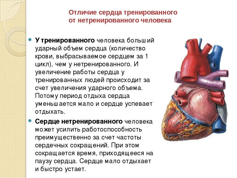 Сердечный значение
