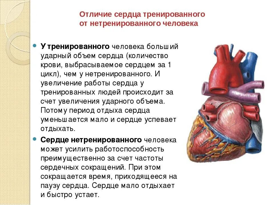 Тренировка сердечно-сосудистой системы. Сердце тренированного и нетренированного человека. Отличие тренированного сердца от нетренированного. Нагрузка на сердечносоудистую систему. Насколько сердце