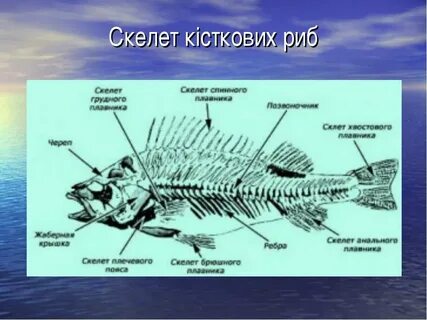 Для рыб характерен скелет