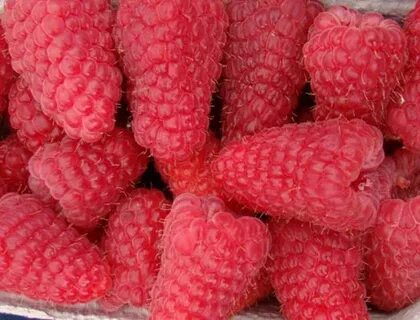 Малина лячка описание отзывы
