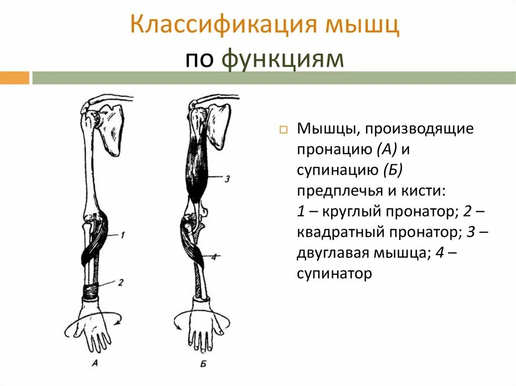 Классификация по выполняемой функции. Супинация предплечья и кисти. классификация скелетных мышц таблица. классификация мышц пронаторов. классификация мышц по функциям.