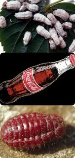 Из чего делается колу