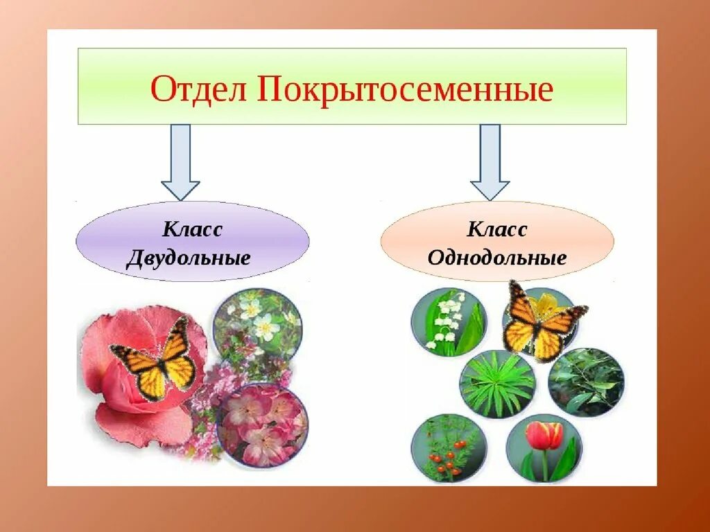 Классы покрытосеменных однодольные и двудольные. Класс двудольные и Однодольные отдел Покрытосеменные растения. Систематика двудольных растений. Систематика однодольных и двудольных растений. Однодольные цветковые растения.