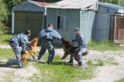 Угроза жизни собаками