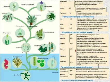 Схема растения 7 класс биология