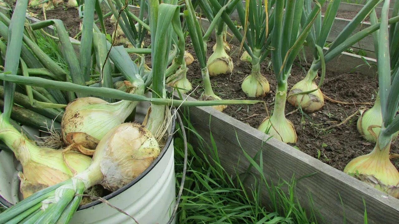 Лук гигант эксибишен. Лук гигант семена. Лук гигант семена. Эксибишен. Лук гигант семена.