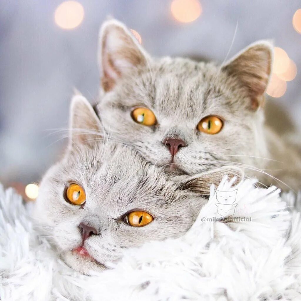 Кошечки любовь. Красивые кошечки. Красивые котики. Влюбленные кошки. Две красивые кошечки.