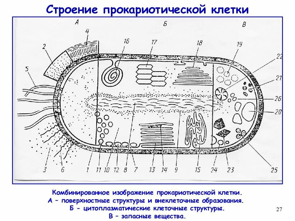 Клеточный центр прокариотической клетки. Строение прокариотической клетки бактерии. строение бактериальной клетки прокариот. строение прокариотической бактериальной клетки. схема строения прокариотической клетки рис 11.