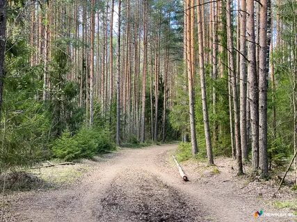 Кировчанам запретили ходить в лес - Общество - Newsler.ru