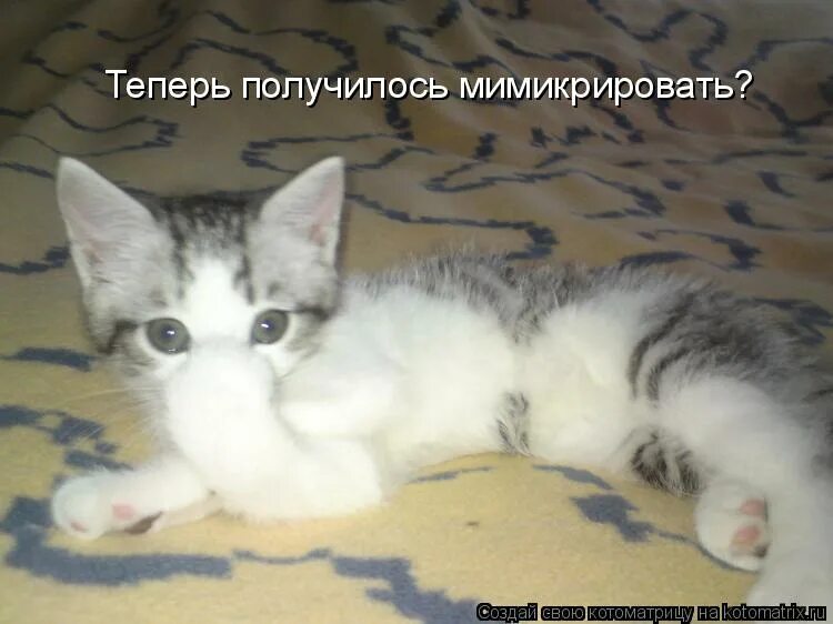 Сейчас получится. Сейчас получится. В лоб щас получишь. Получится сегодня. Мем хлопаю газетами.