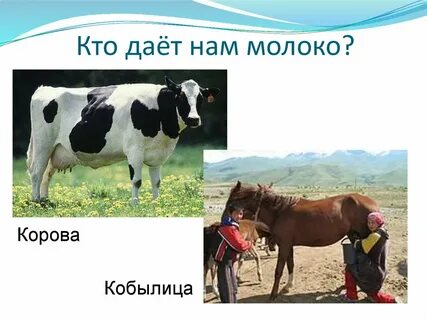 Молоко какого животного