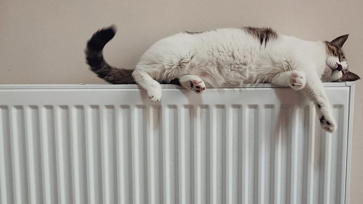 Отключение отопления в доме. Отопление. Кот на батарее. Отопление картинки.