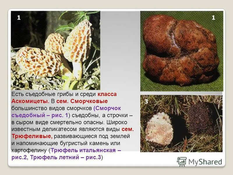Строчок сморчок отличия фото и описание. Сумчатые грибы сморчки. Сморчки грибы ядовитые. Сморчки грибы ядовитые и съедобные. Сморчки грибы несъедобные.
