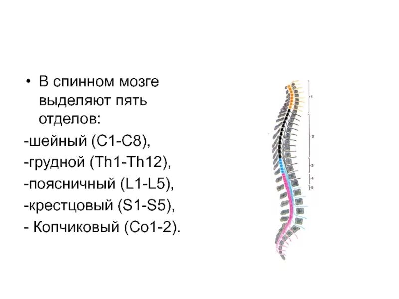 Сегменты в шейном отделе спинного мозга. Шейный отдел спинного мозга. грудной отдел спинного мозга. крестцовый отдел спинного мозга. копчиковый отдел спинного мозга.
