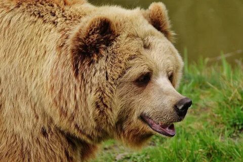 Животные аю