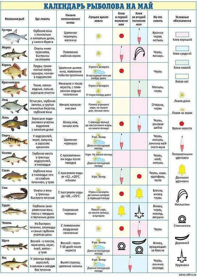 Какую рыбу можно ловить на удочку. Таблица клева карася. Таблица наживок для рыбалки. Календарь рыбака. Лунный календарь рыболова.