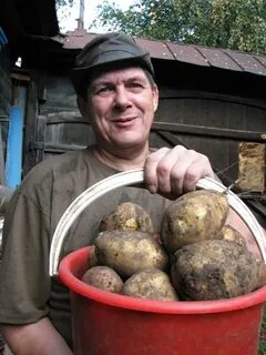 Куда девать картофель
