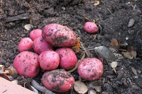 Характеристика сортов манифест характеристика отзывы