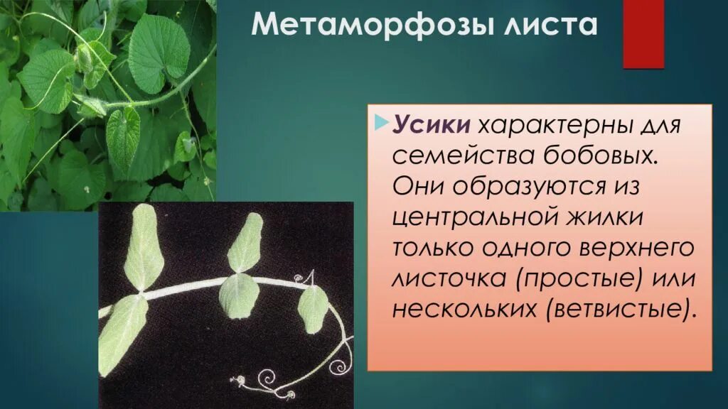 Какую функцию выполняют усики. Метаморфозы листа усики. видоизменения листьев усики. метаморфозы листьев. растения с листовыми усиками.