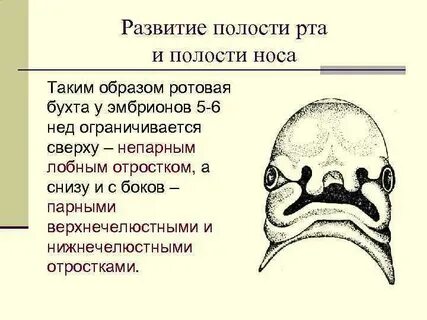 Развитие полости рта