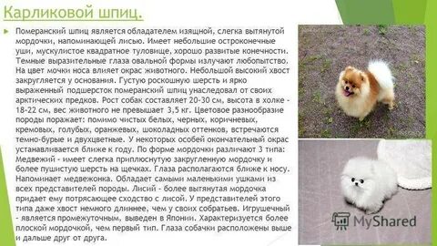 Достоинства и недостатки шпицев