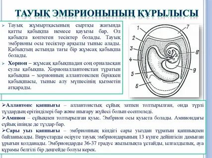 Топтық отбасылық порно көру
