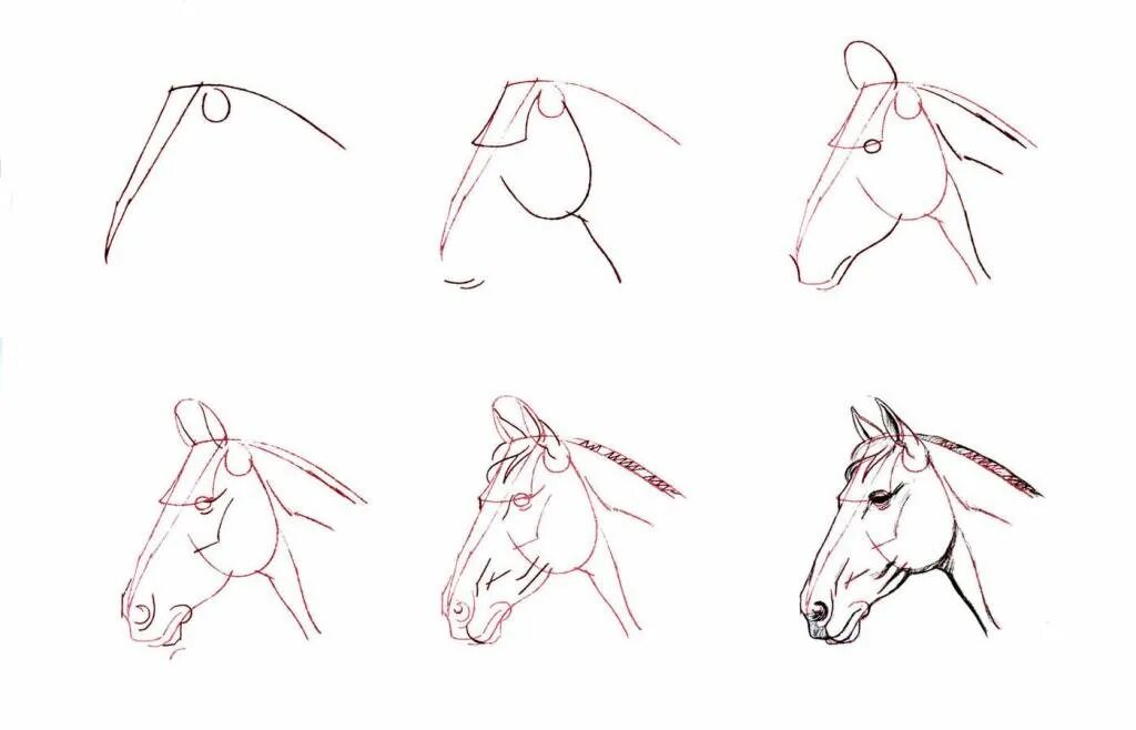 Уроки рисования карандашом с нуля для начинающих. Схема рисования лошади. Уроки по рисованию для начинающих. Поэтапное рисование морды лошади. Пошаговое рисование лошади.
