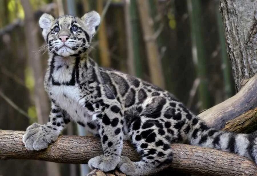 Семейство больших кошачьих. Дымчатый леопард. Калимантанский дымчатый леопард. Дымчатый леопард (Neofelis nebulosa),. Тайваньский дымчатый леопард вымер.