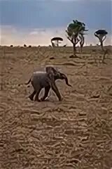 An elephant can run