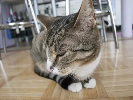 Некоторые кошки