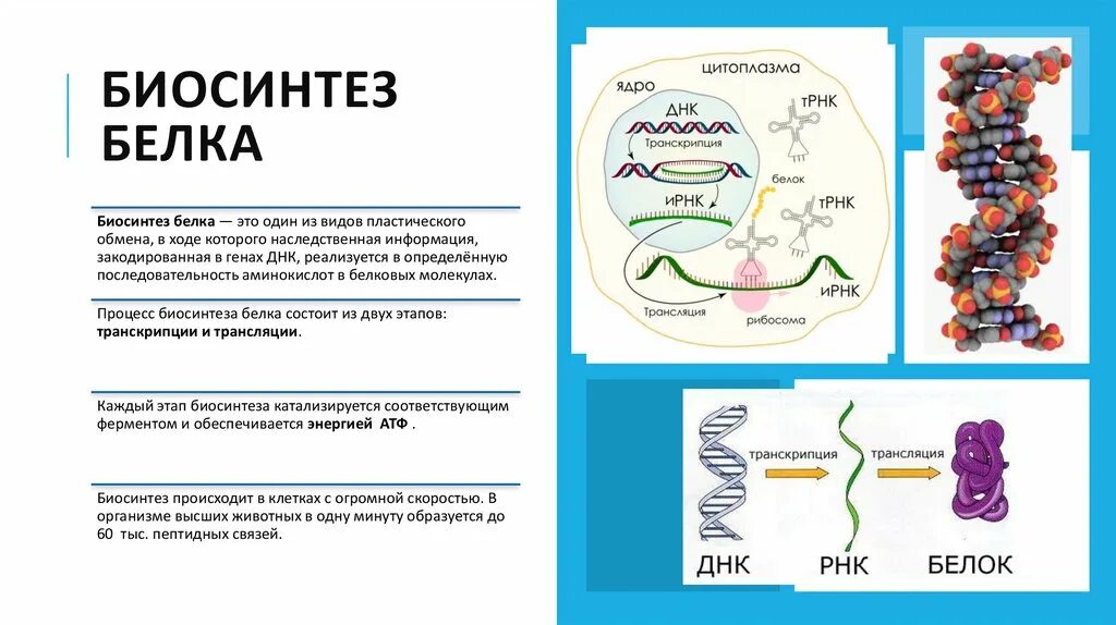 4 этапы синтеза белка. Синтез белка. Последовательность синтеза белка. Синтез белка схема. Синтез белка происходит в.