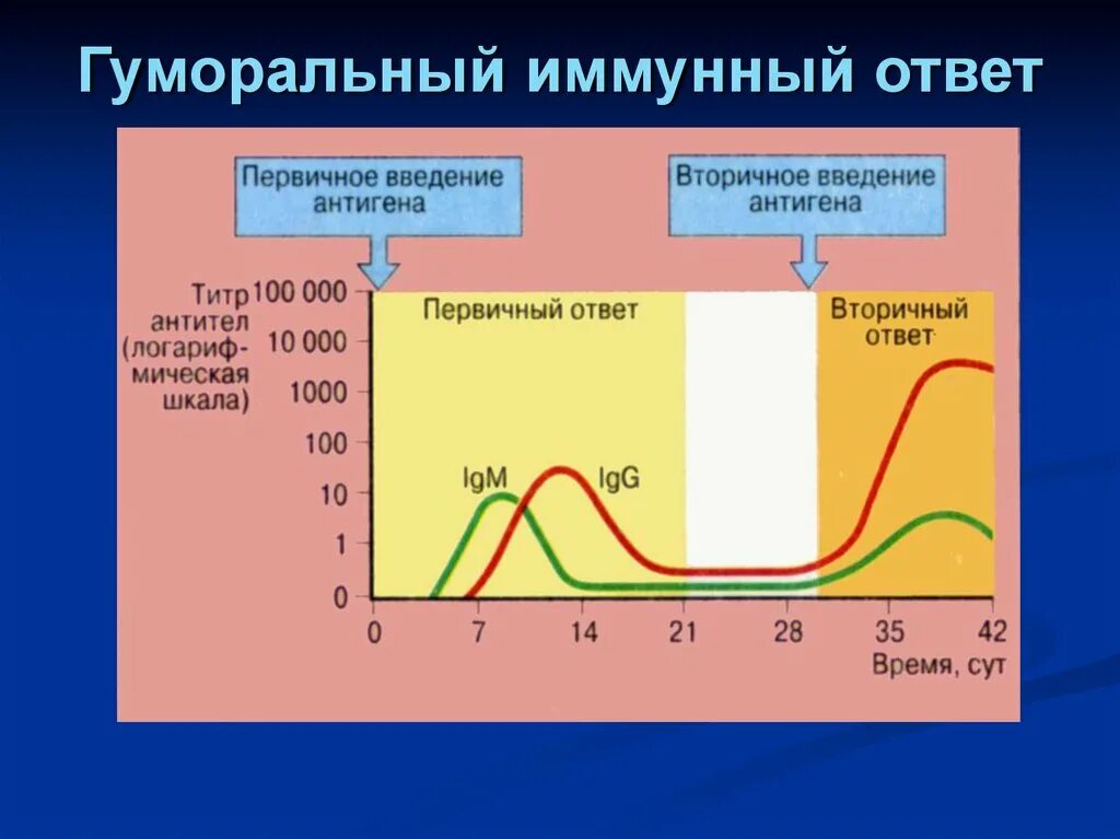 Наличие иммунного ответа. Первичная и вторичная фаза иммунного ответа;. Первичный иммунный ответ. Первичный и вторичный гуморальный иммунный ответ. Первичный гуморальный иммунный ответ.