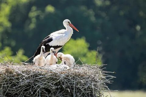 Белый аист любит жить по соседству