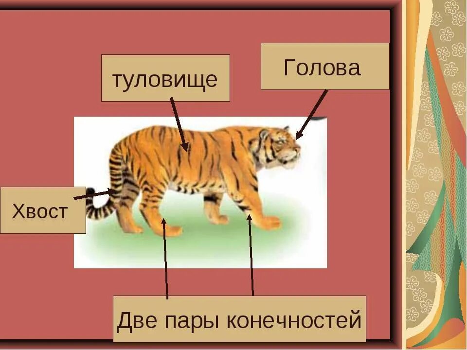 Какие особенности внешнего строения тигра. Тигр строение тела. Строение животных для детей. Внешнее строение тигра. Тигриное тело строение.