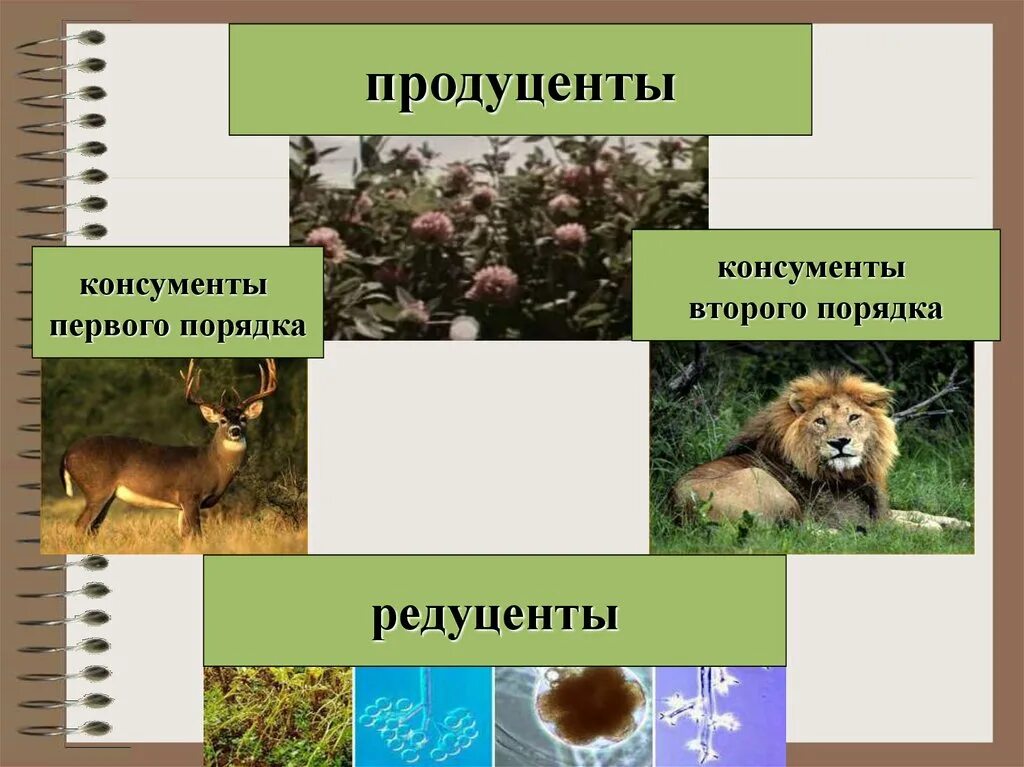 Примеры консументов первого. Консументы 2 порядка. Консументы первого порядка. Консументы первого и второго порядка. Продуценты консументы 1 порядка консументы 2 порядка.