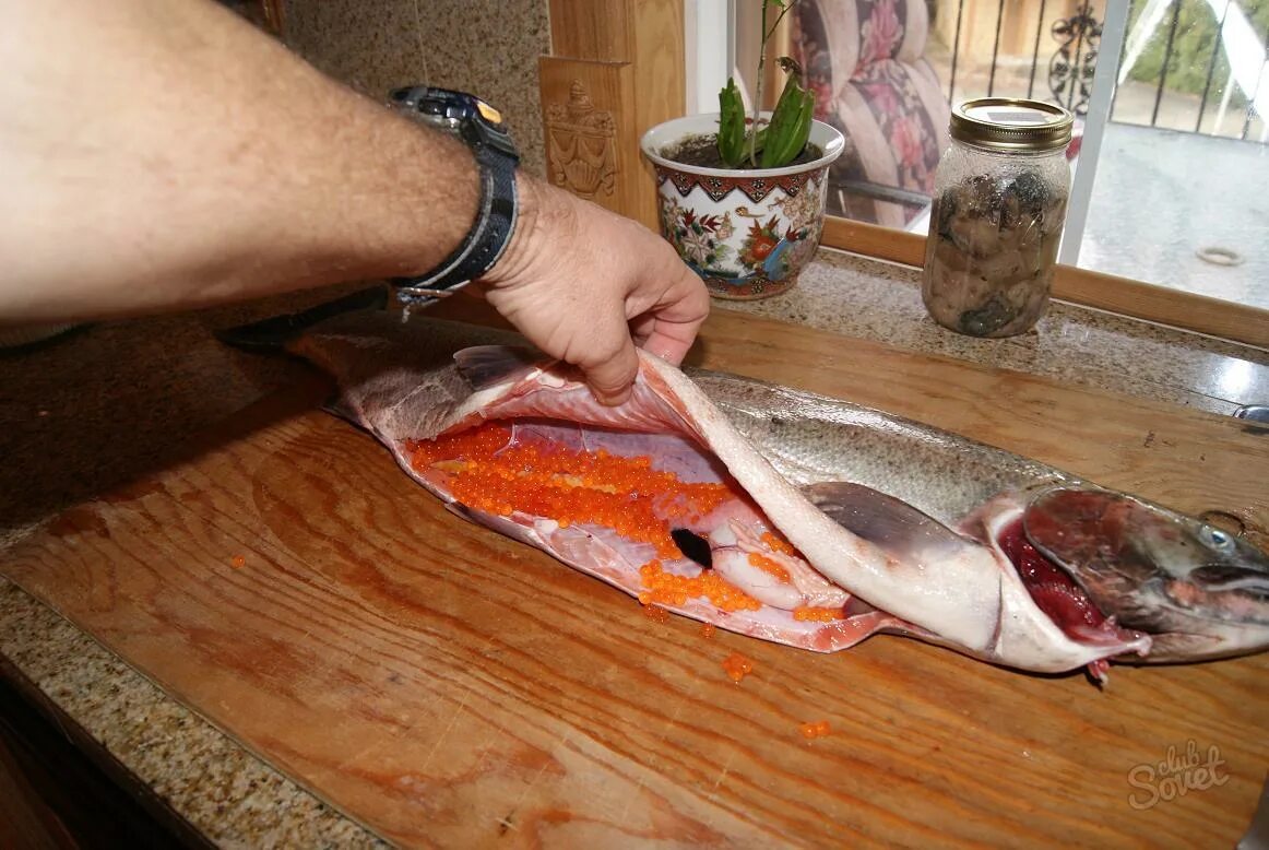 Сетка для протирания икры. Горбуша самка и самец. Аэромоноз (фурункулез) лососевых. Горбуша самец. Икра рыбы.