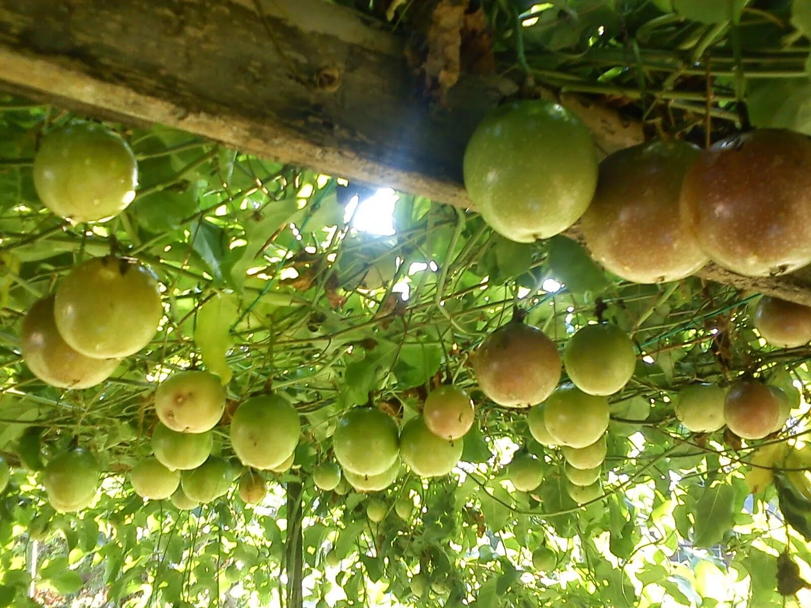 Markisa фрукт. Passion Fruit Tree. Dorium passion Fruit. Passion Fruit Mushroom Corall.