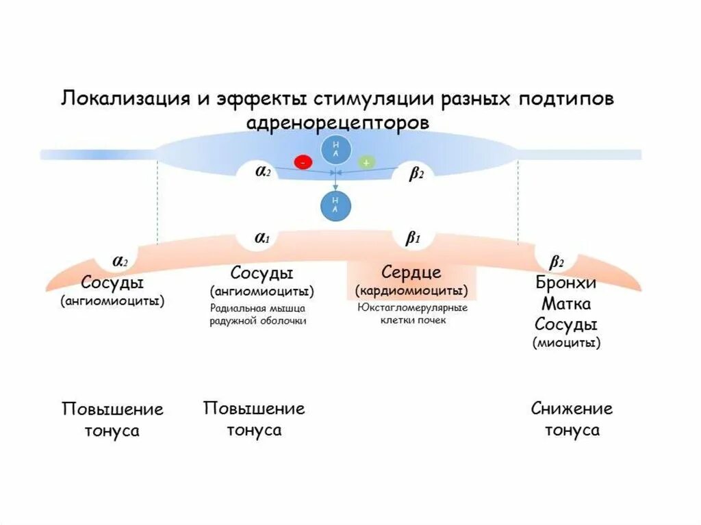 Механизм альфа адреномиметиков. Адренергические рецепторы механизм действия. Альфа 1 рецепторы локализация. Альфа 1 адреноблокаторы механизм действия схема. Бета 2 адреноблокаторы механизм действия.