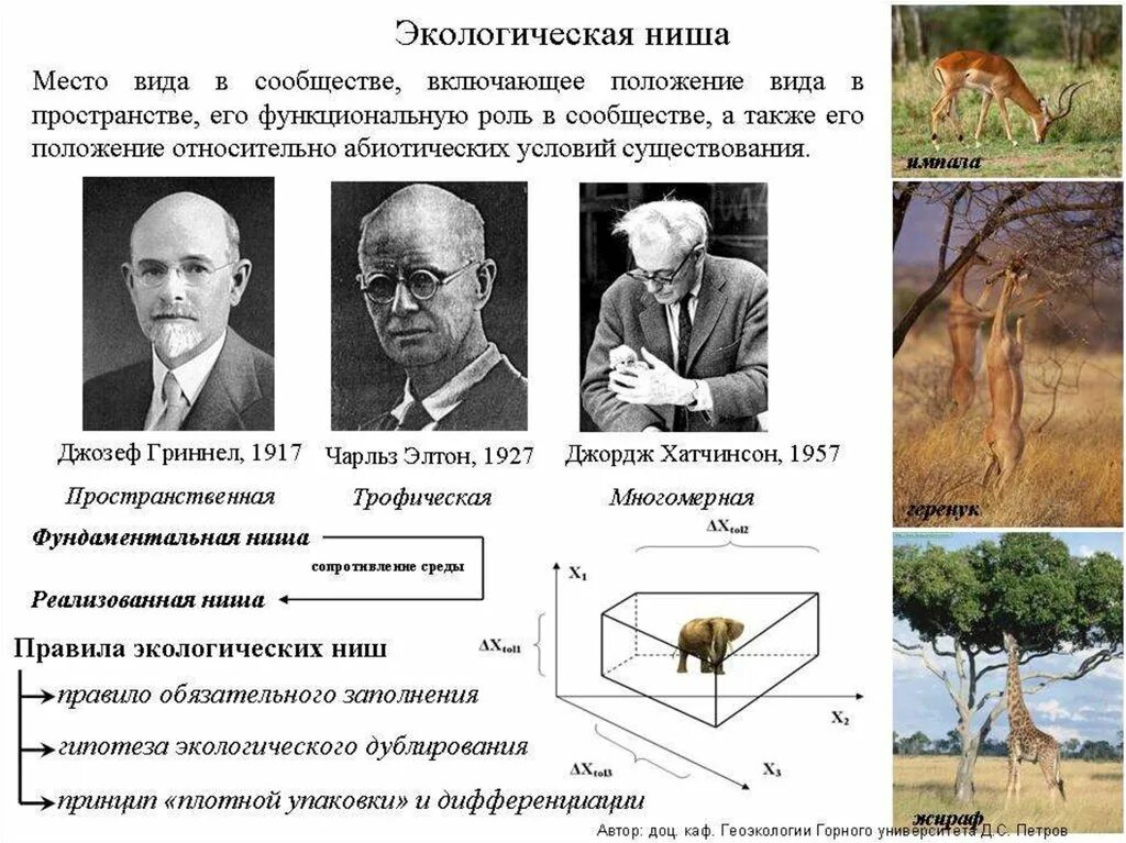 2 примера экологических ниш. Дж Гриннелл экологическая ниша. Экологическая ниша 11 класс биология. Экологические ниши примеры. Экологическая ниша это в экологии.