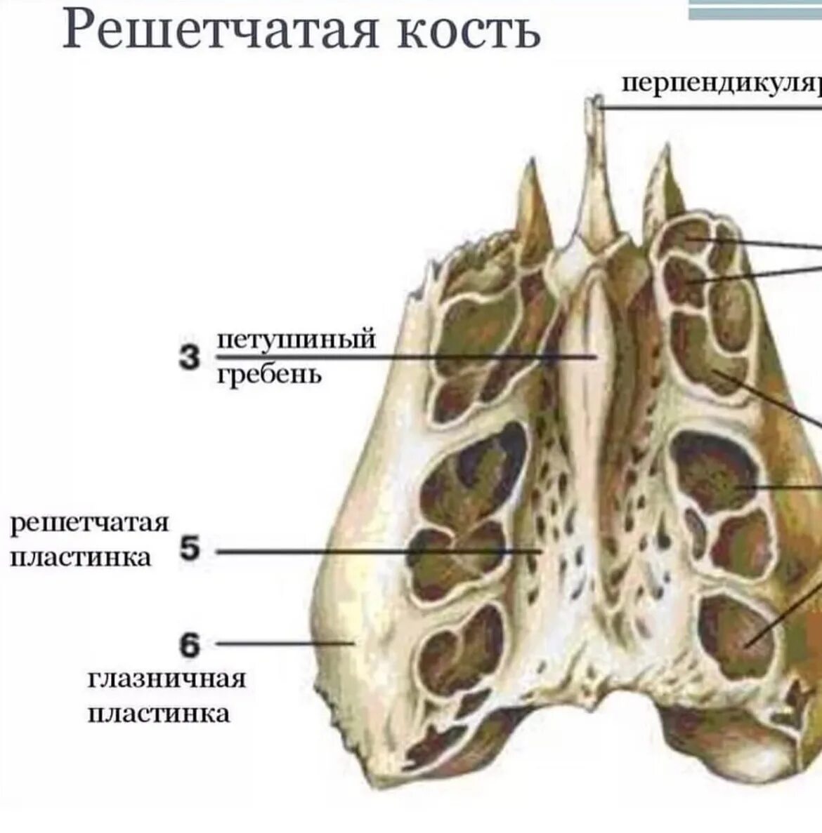 Решетчатый лабиринт