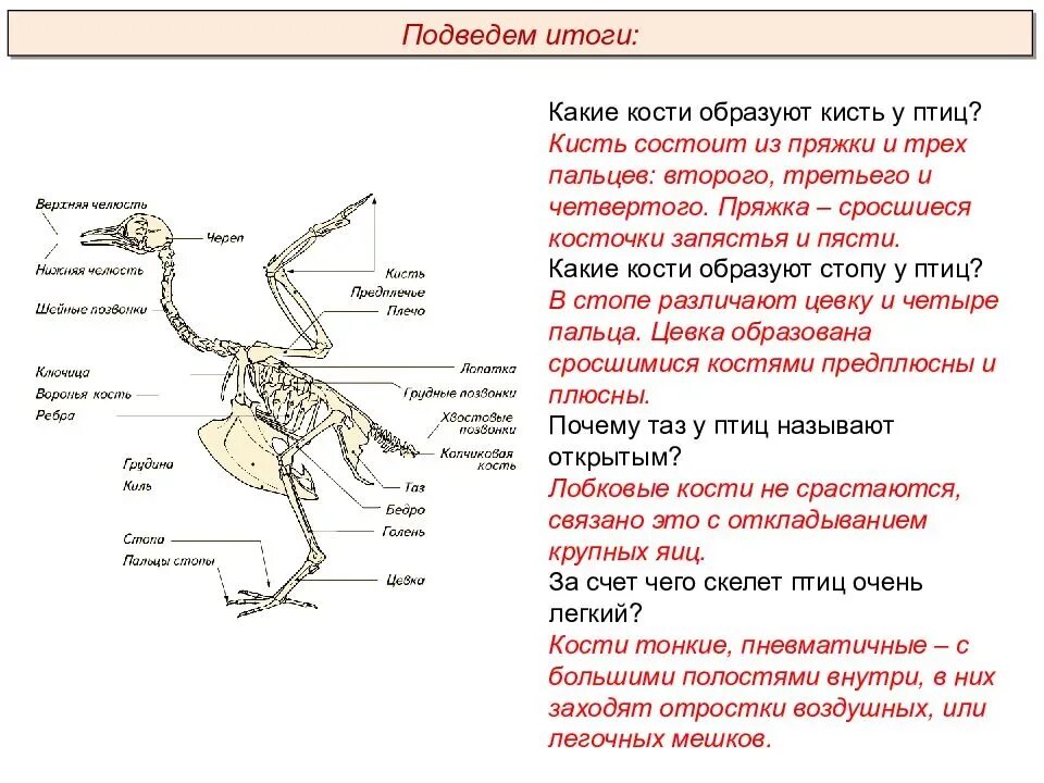 Какие особенности строения скелета птиц не связаны. Особенности строения скелета птиц таблица. Строение кости скелета птицы. Характеристика птиц по биологии 7 класс. Отделы скелета птиц 7 класс биология.