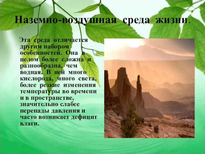 Доклад на тему воздушно наземная среда. Наземно-воздушная среда обитания. Наземновоздушная среда обитания. Наземная среда обитания. Воздушная среда доклад.