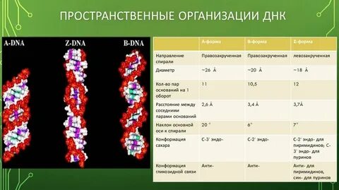 Известно что все виды днк