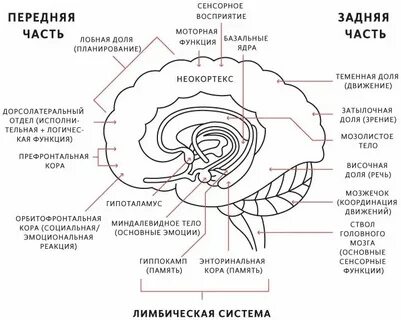 Орган переживаний