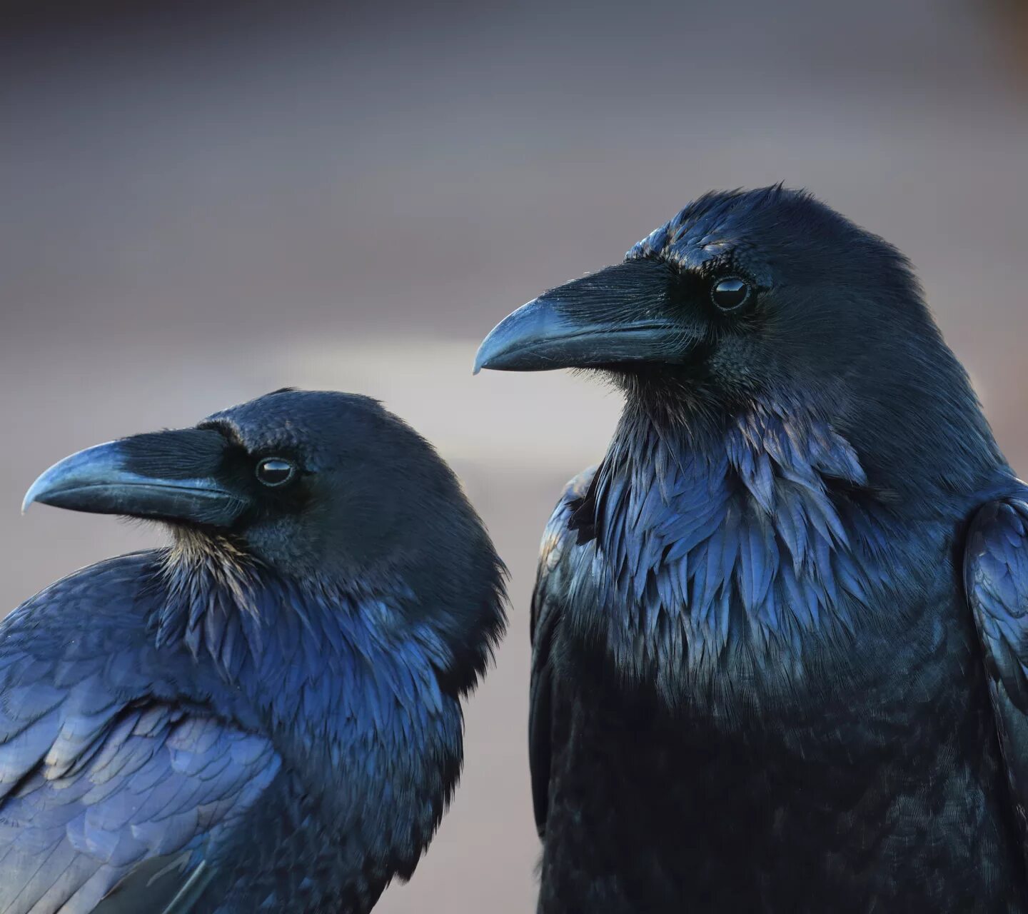 Виды темных птиц. Черные вороны. Синий ворон. Черный ворон. Два ворона.